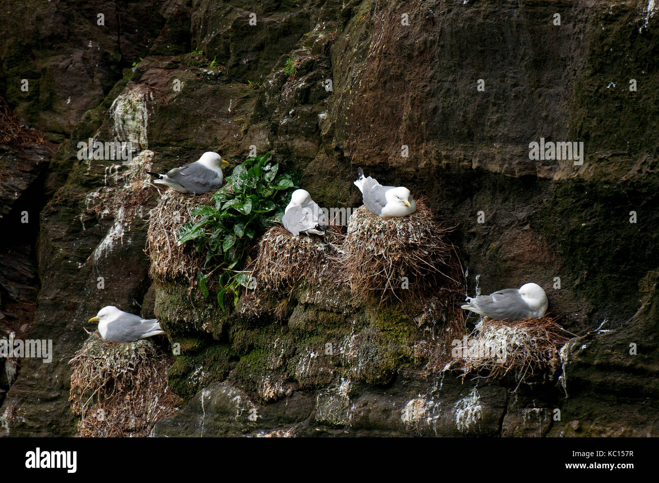 Kittiwakes sul nido (Rissa tridactyla), Skellig Michael Island, nella contea di Kerry, Irlanda Foto Stock