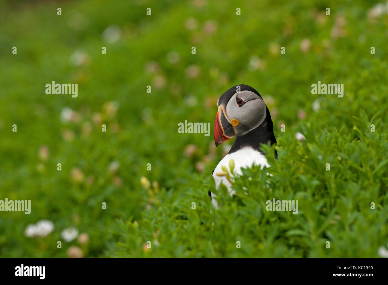 Puffin (Fratercula arctica) a Skellig Michael Island, nella contea di Kerry, Irlanda Foto Stock