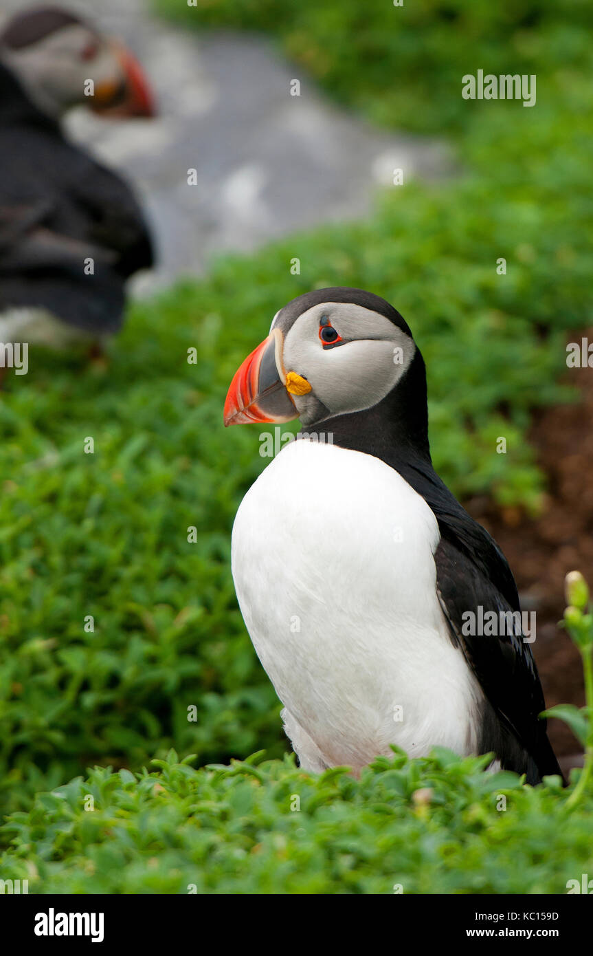 Puffin (Fratercula arctica) a Skellig Michael Island, nella contea di Kerry, Irlanda Foto Stock