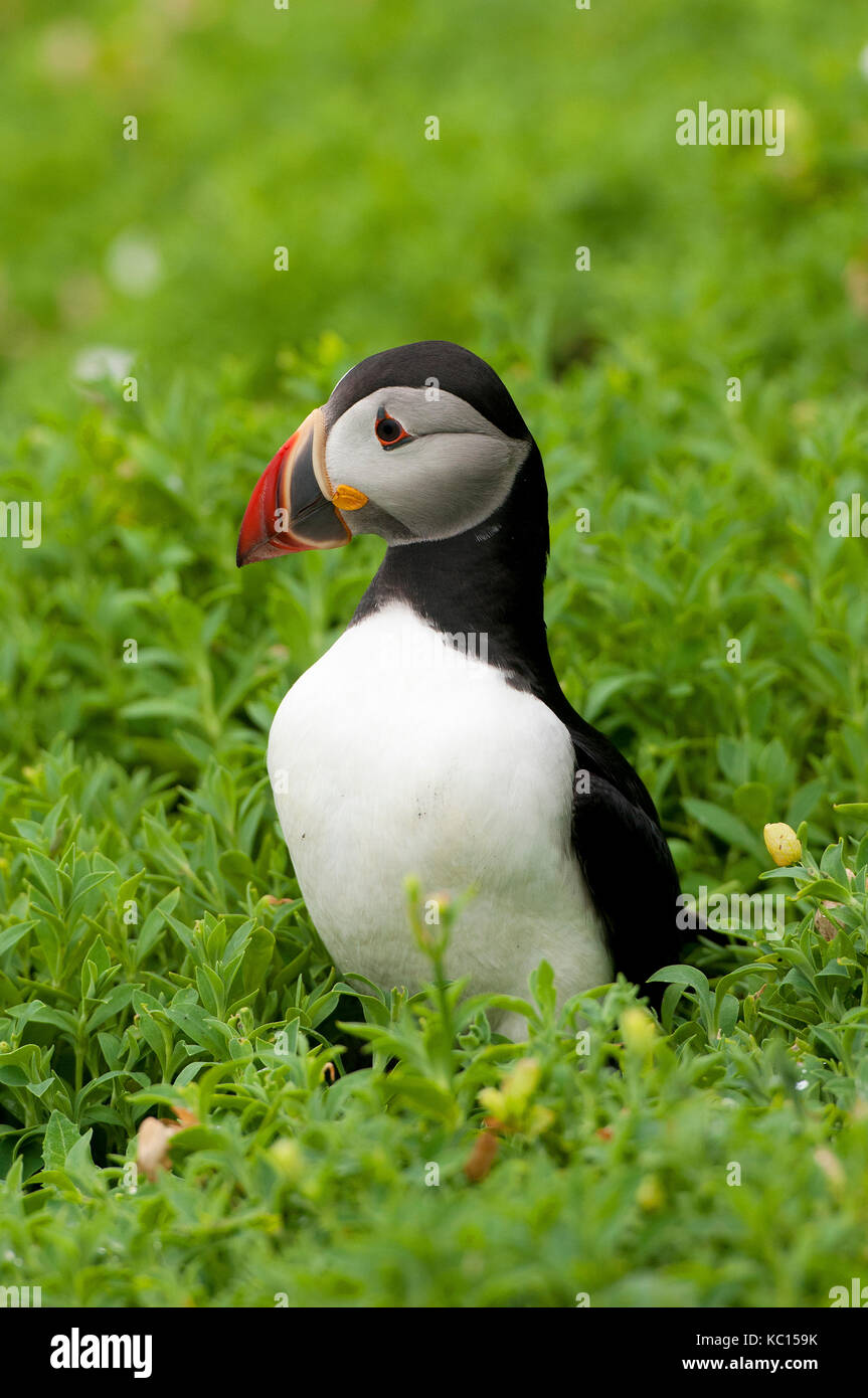 Puffin (Fratercula arctica) a Skellig Michael Island, nella contea di Kerry, Irlanda Foto Stock