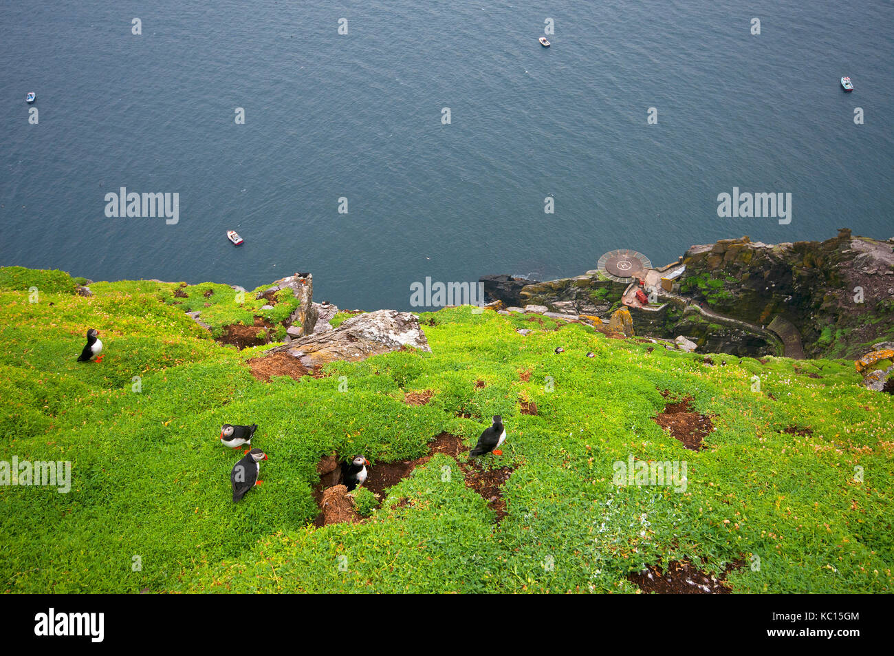 I puffini (Fratercula arctica) sulle scogliere erbose di Skellig Michael Island, nella contea di Kerry, Irlanda Foto Stock