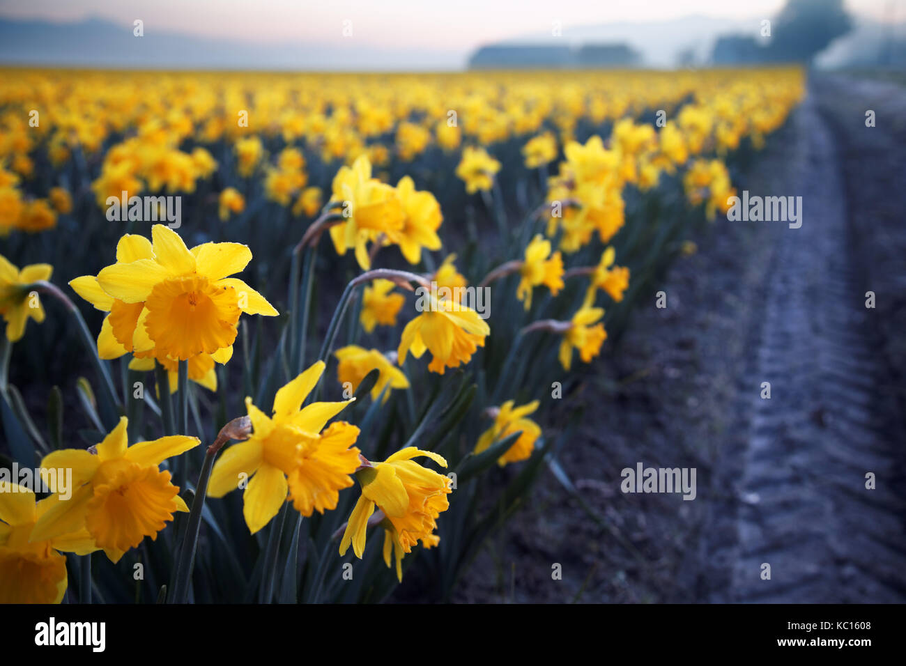 Daffodil campo, skagit valley, Mount Vernon, nello stato di Washington, USA Foto Stock