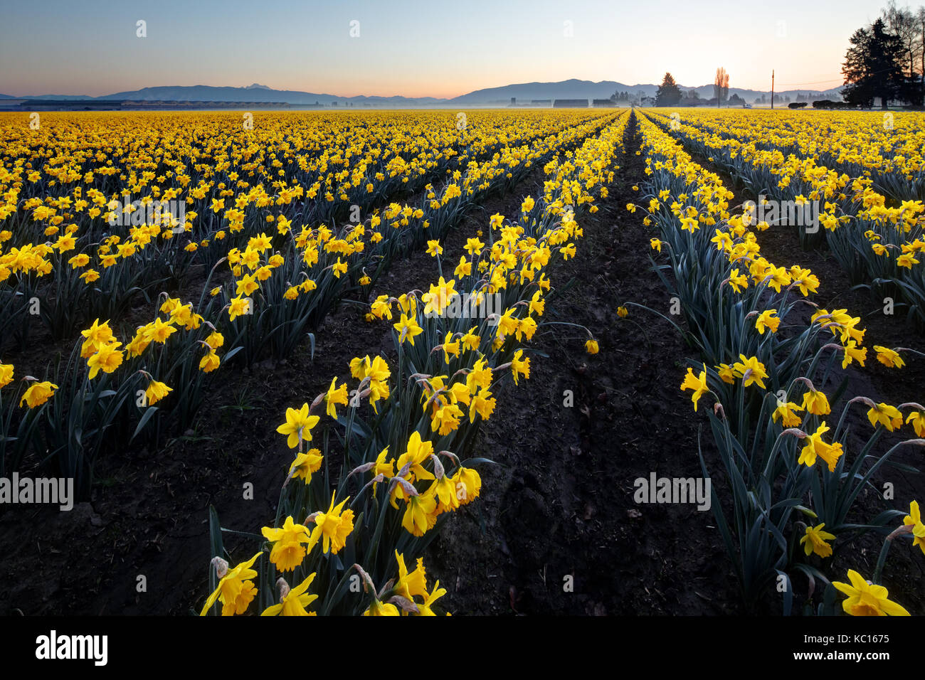 Daffodil campo, skagit valley, Mount Vernon, nello stato di Washington, USA Foto Stock