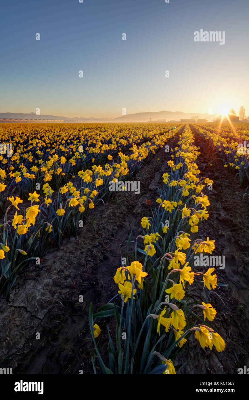 Daffodil campo, skagit valley, Mount Vernon, nello stato di Washington, USA Foto Stock
