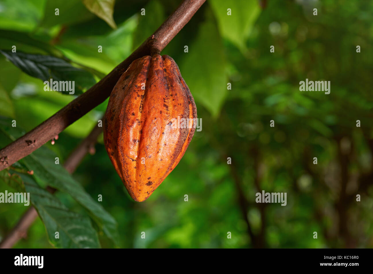 Raccolto di cacao su albero in naturale sfocato sfondo verde Foto Stock