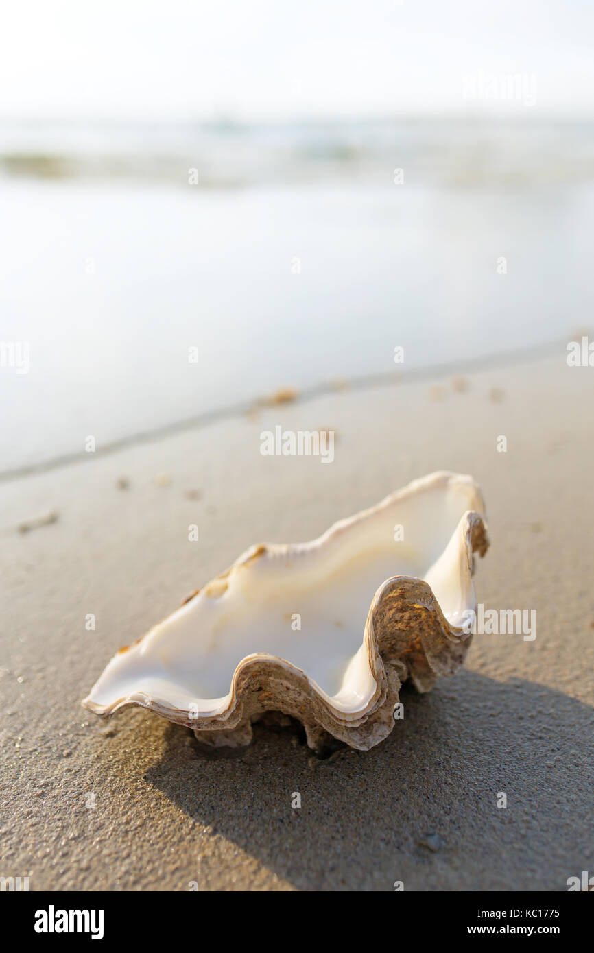 Sfondo mare con conchiglie sulla spiaggia di sabbia Foto Stock