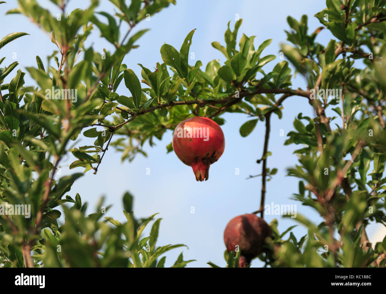 Melograno in autunno giornata soleggiata, con frutti maturi sui rami Foto Stock