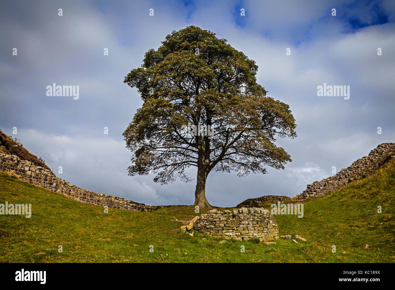 Il divario di Platano albero a winshields sul vallo di Adriano,romano del II secolo fortificazione difensiva, Northumberland, Inghilterra. Foto Stock