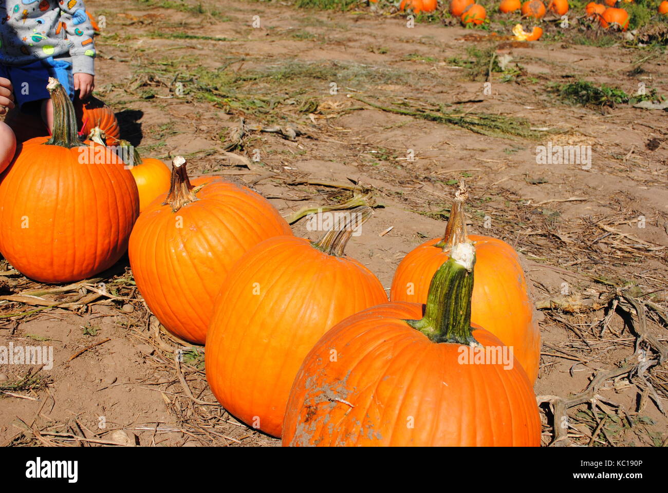 zucche Foto Stock
