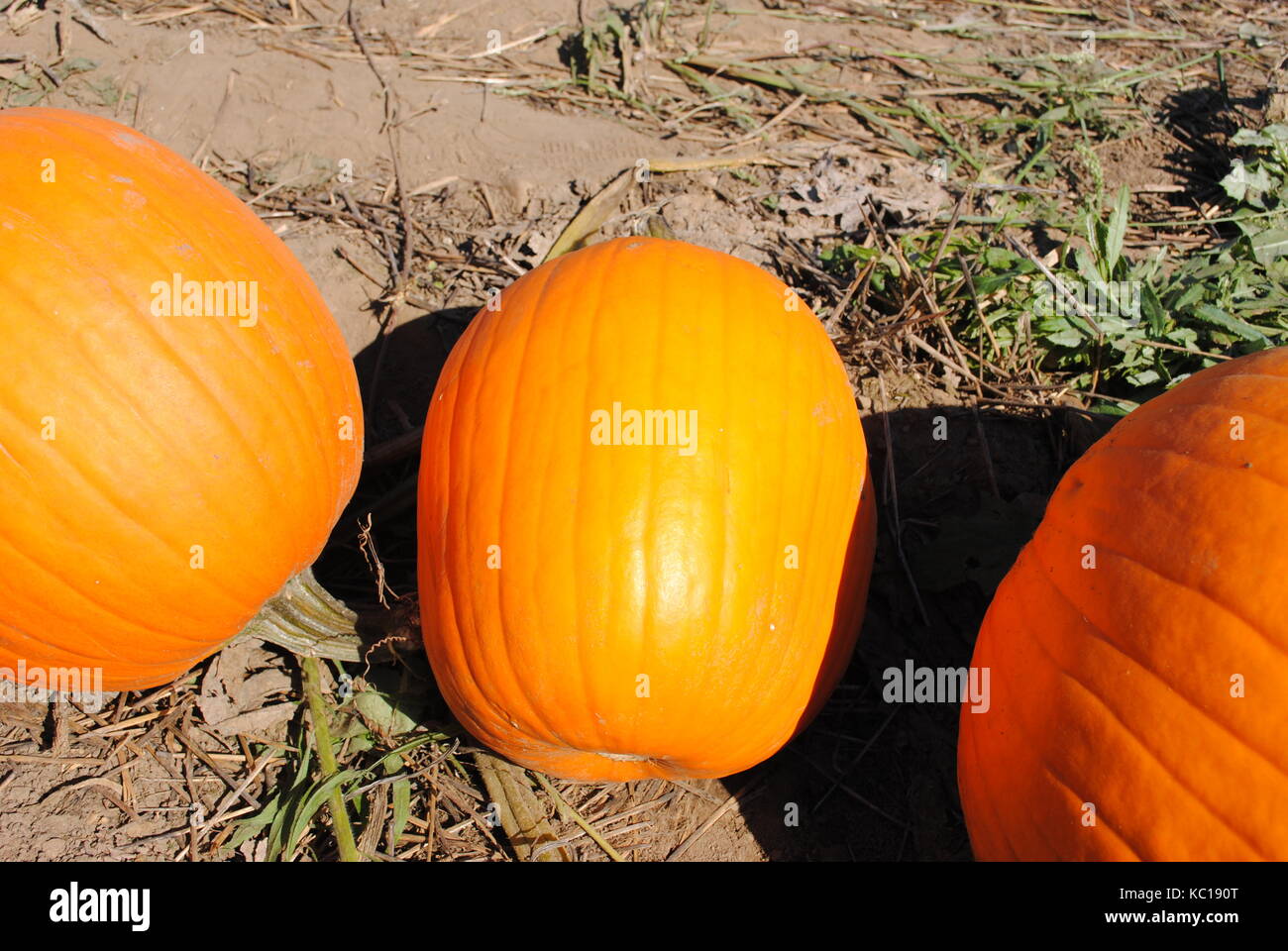 zucche Foto Stock