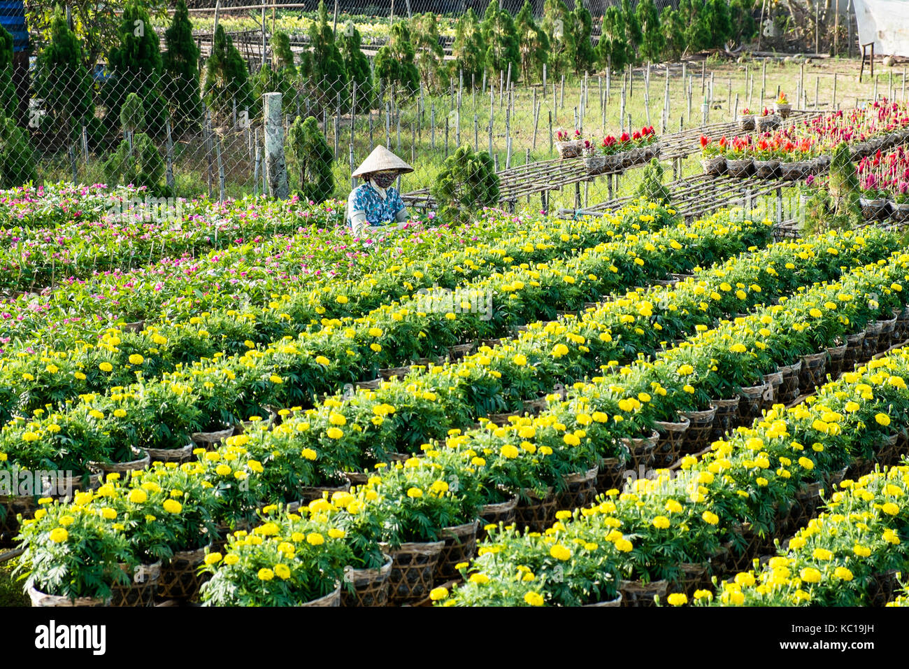 Un giardiniere ha cura dei fiori nel suo giardino a sa dec, Dong Thap, Vietnam. la SADC (sa) dec è fiore centro di produzione. Foto Stock