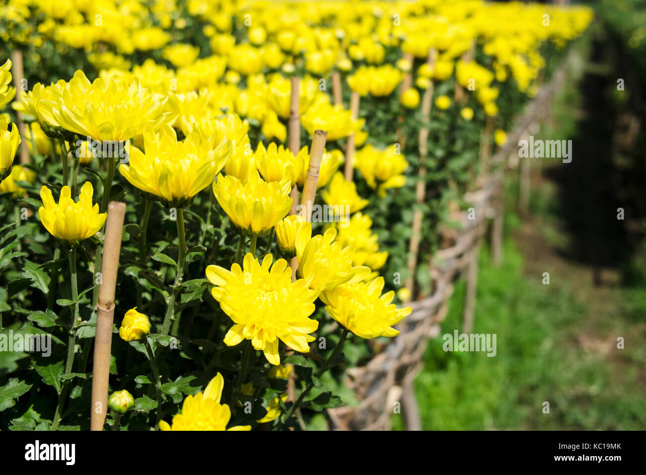 Giallo fiori a margherita nel campo Tempo di fioritura, la SADC, Dong Thap, Vietnam. sa dec è uno dei più grandi scorte di fiori nel delta del Mekong. Foto Stock