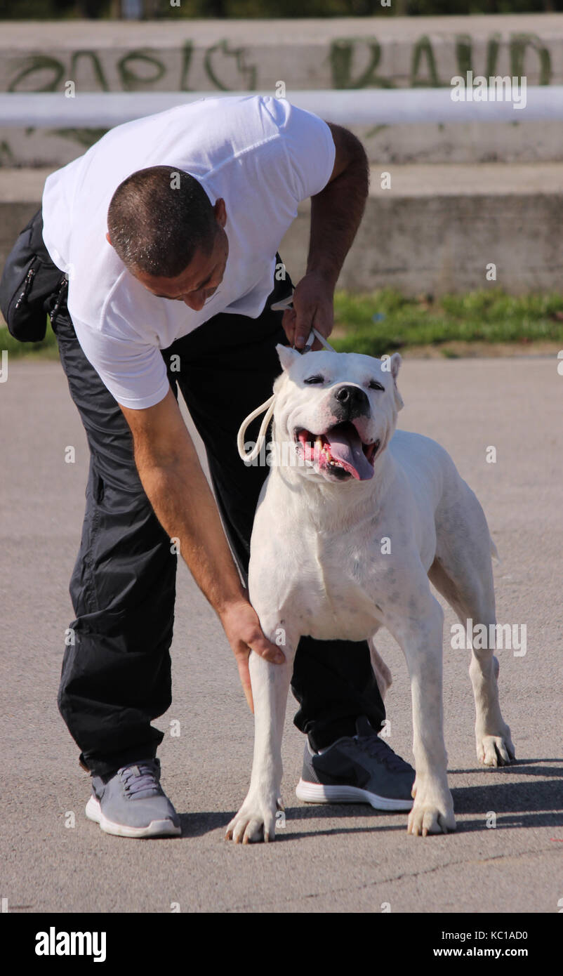 Pit bull terrier cane e il suo proprietario Foto Stock