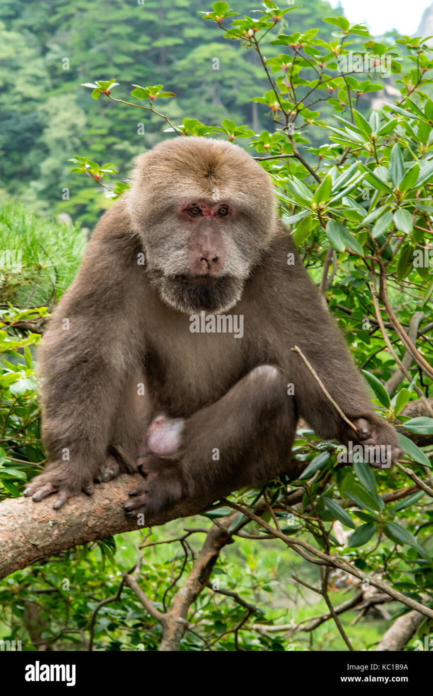 Huangshan breve coda macaque, Macaca thibetana huangshanensis, gialle di montagna, Huangshan, Cina Foto Stock