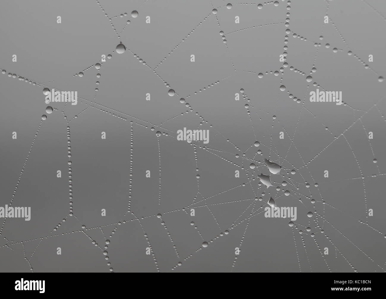 Vini spumanti snare nella nebbia Foto Stock