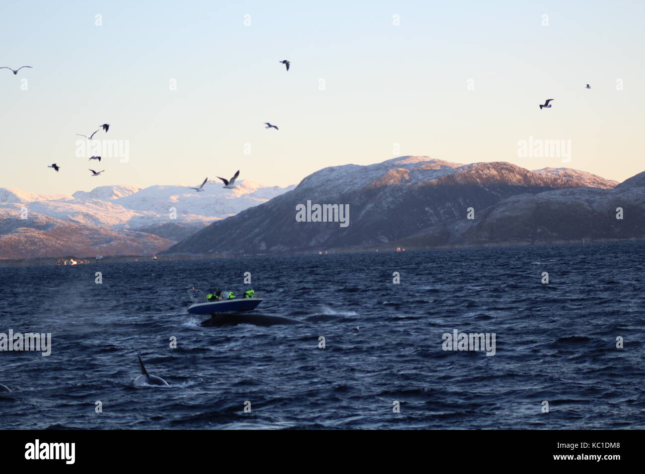 Una barca watching humpback e orca balene affioranti in un fiordo vicino a Tromso Norvegia Foto Stock