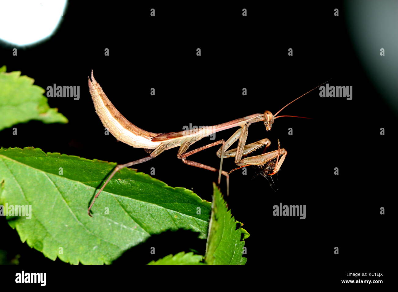 South African depredavano mantis Foto Stock