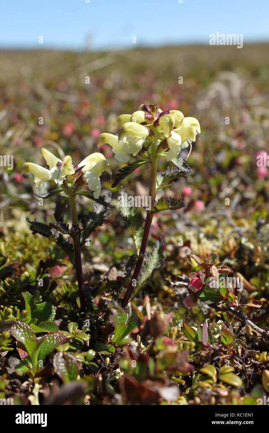 Close-up di un capitate lousewort (pedicularis capitata) sull'artico canadese tundra Foto Stock