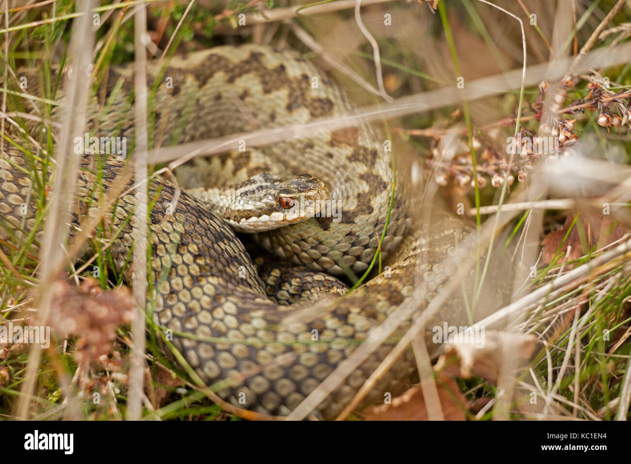 Il sommatore Vipera berus, gravido crogiolarsi femmina, herefordshire, England, Regno Unito Foto Stock