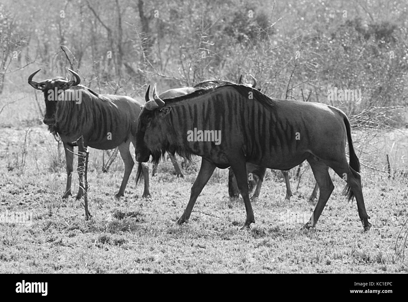 In bianco e nero di una mandria di gnu blu nel parco nazionale di Kruger, sud africa Foto Stock