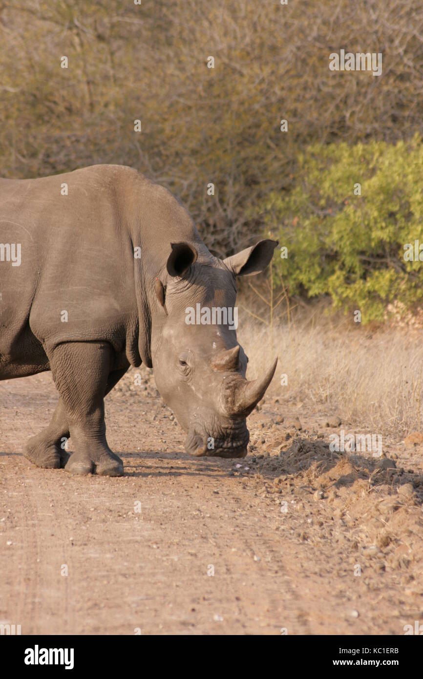 Rinoceronte bianco attraversando la strada nel parco nazionale di Kruger, sud africa Foto Stock