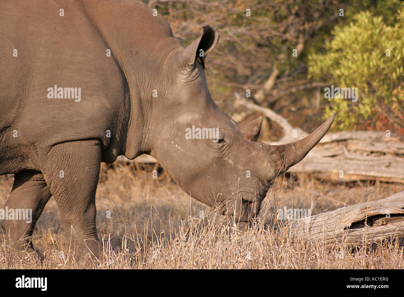 Rinoceronte bianco nel parco nazionale di Kruger, sud africa Foto Stock