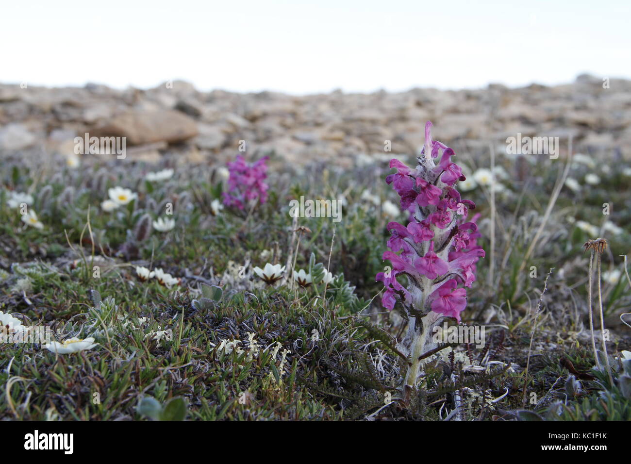 Lanosi lousewort (pedicularis lanata) sull'artico canadese tundra Foto Stock