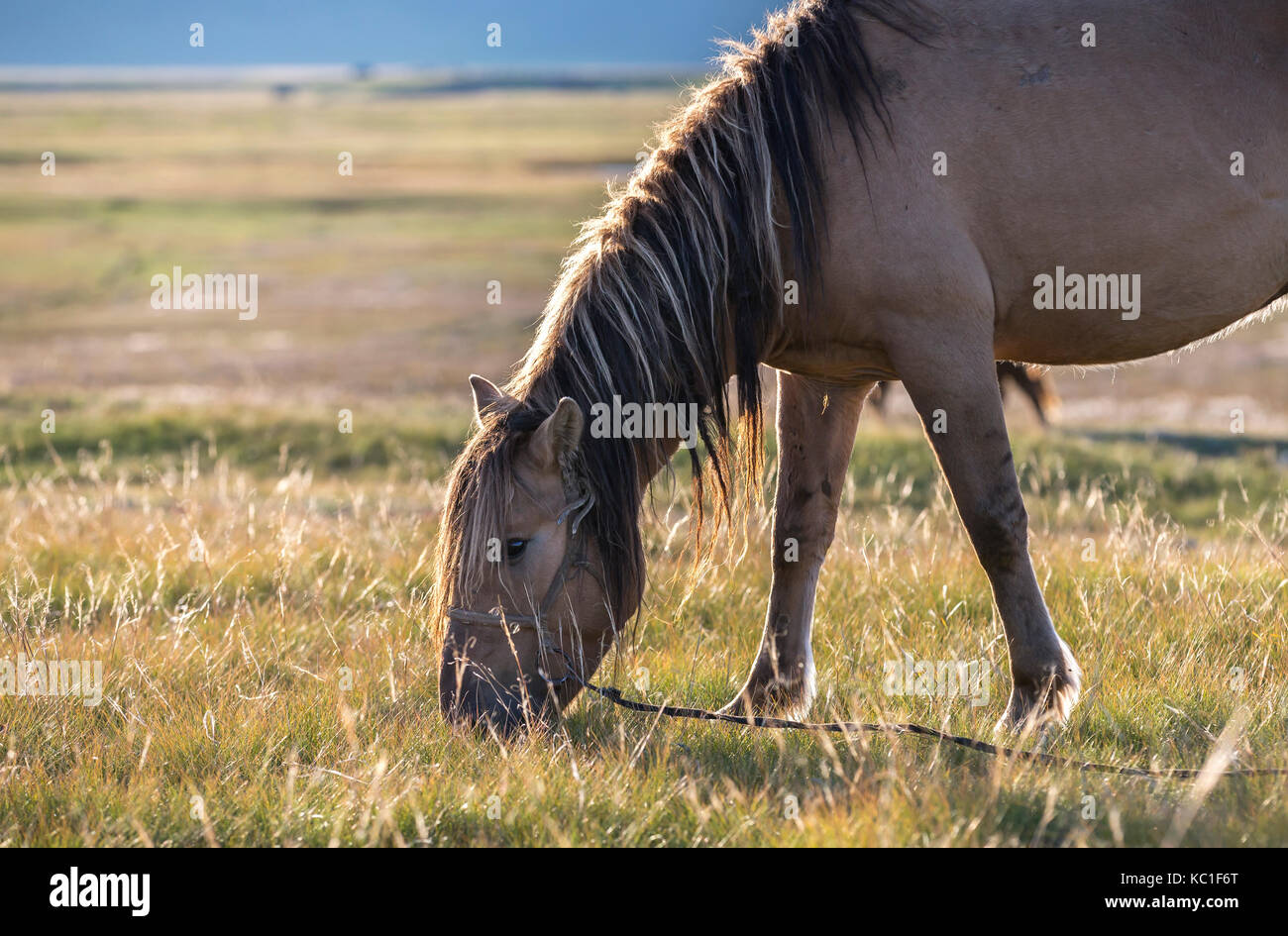 Cavallo mongolo di mangiare in un campo Foto Stock