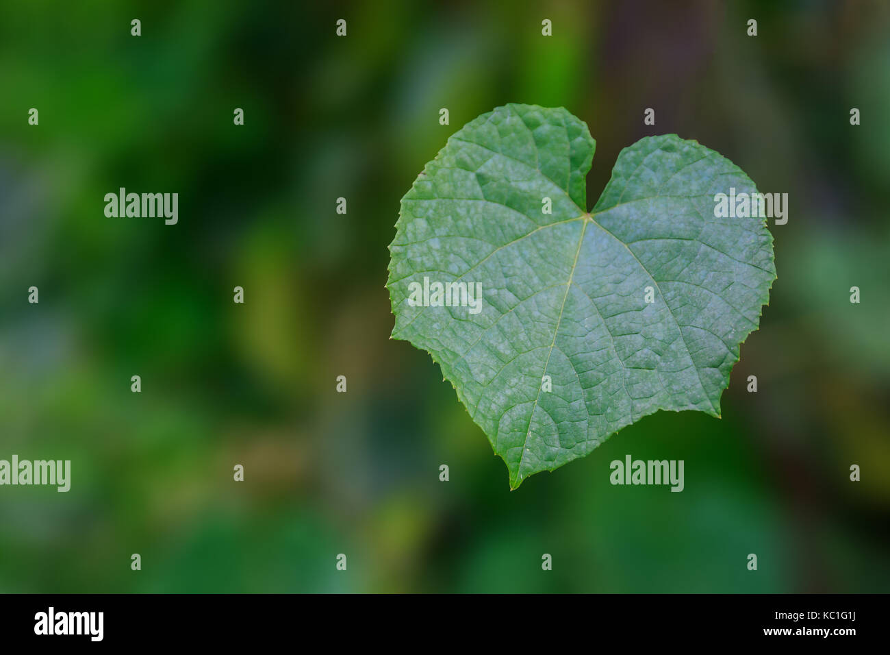 Foglia verde a forma di cuore con sfondo sfocato. Foto Stock