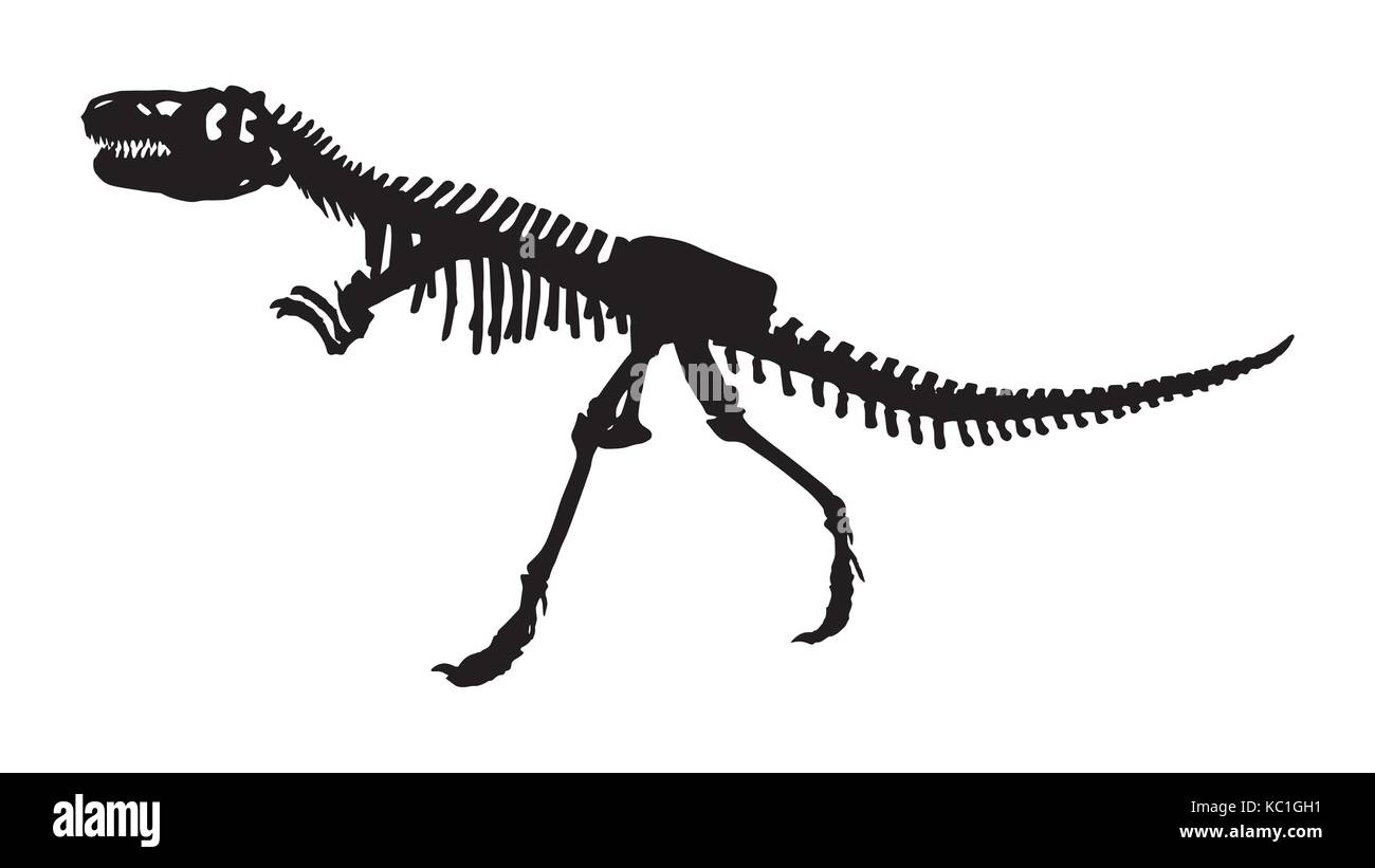Scheletro di siamotyrannus isanensis ( famiglia di tyrannosauridae ) sullo sfondo isolato . vector . design piatto . Illustrazione Vettoriale