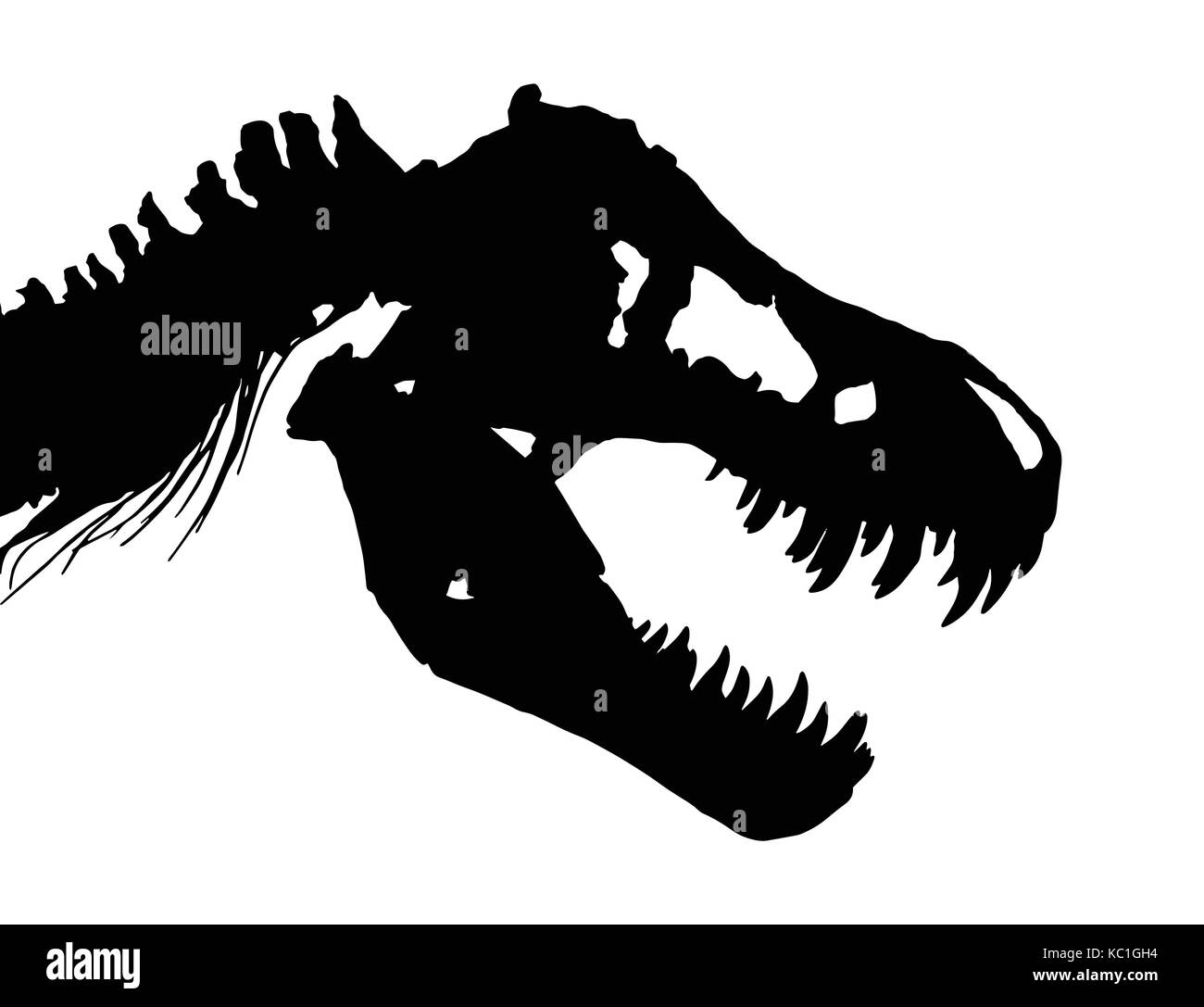Scheletro del Tyrannosaurus rex ( t-rex ) ( cranio e collo ) . il vettore . Illustrazione Vettoriale