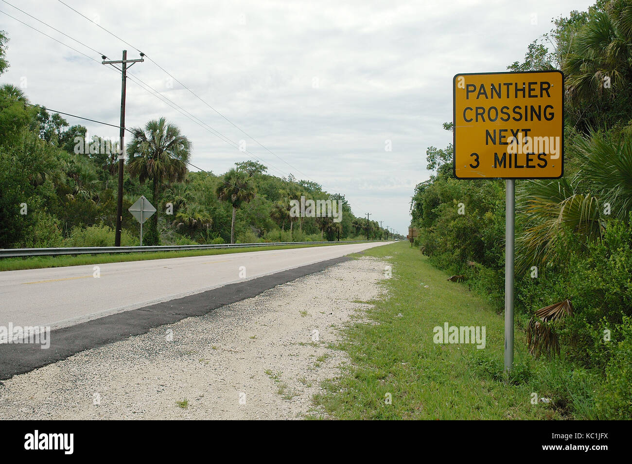 Panther crossing segno dal ciglio della strada Foto Stock