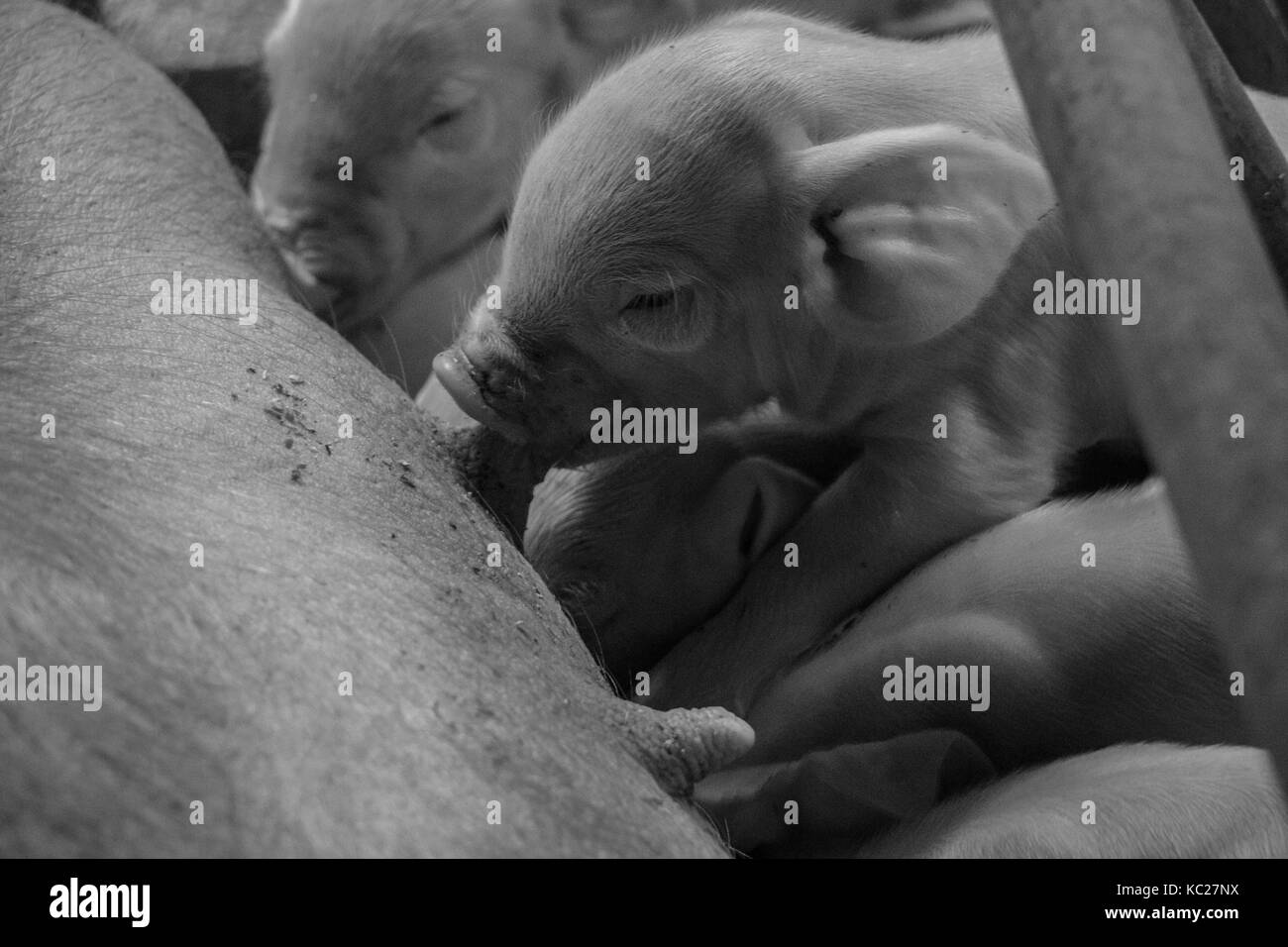 Piggery Foto e Immagini Stock in Bianco e Nero - Alamy