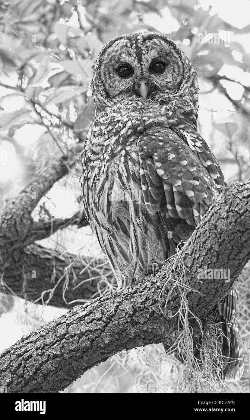 Allocco barrato Foto Stock