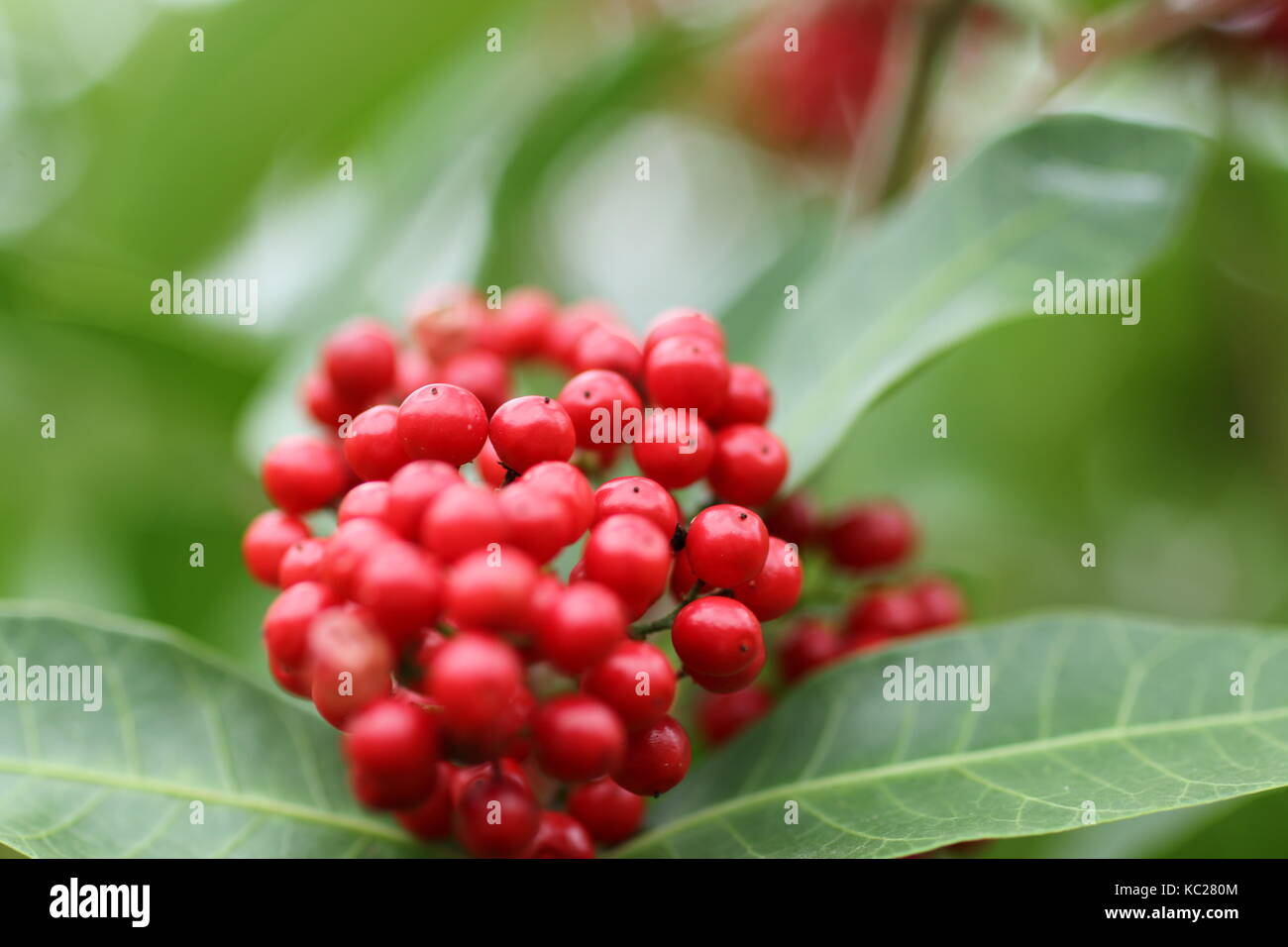 Saint Helena Foto Stock