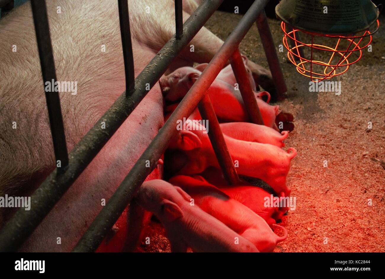 Saint Helena Foto Stock