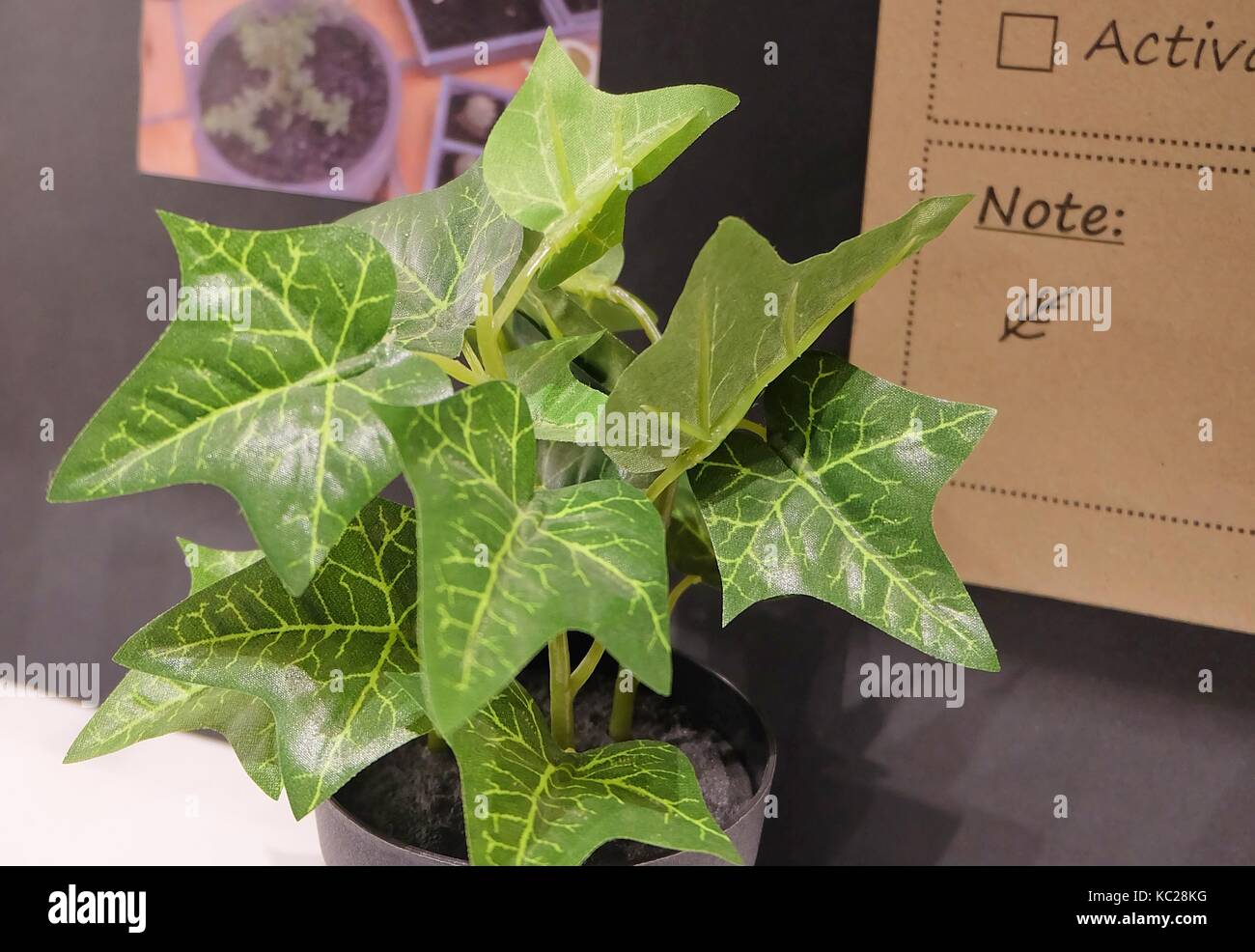 Golden artificiale pothos, cacciatore la veste o ivy arum piante in vaso per casa e ufficio decorazione senza la cura. Foto Stock