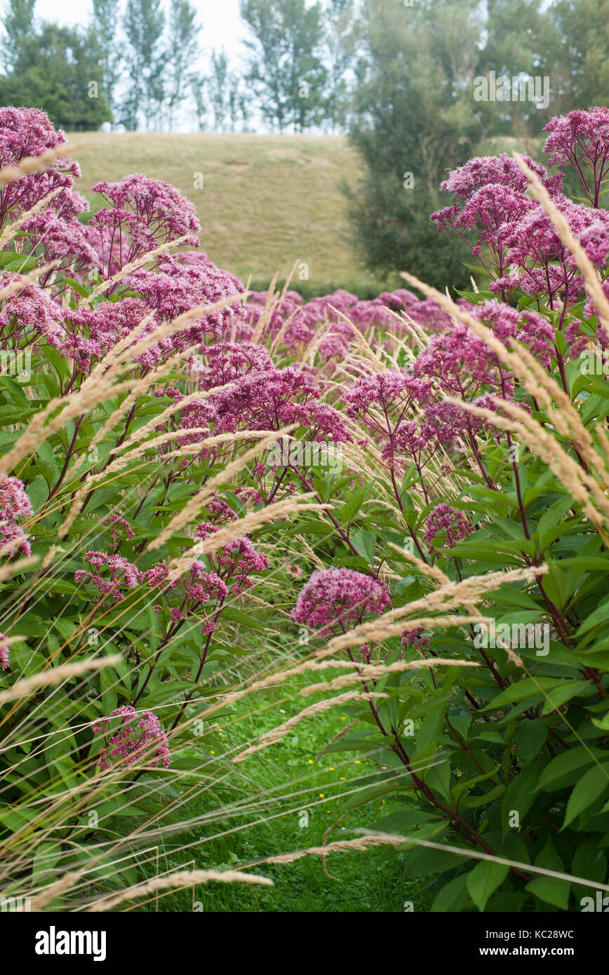 Eupatorium pupurpea 'Joe Pye' infestante Foto Stock