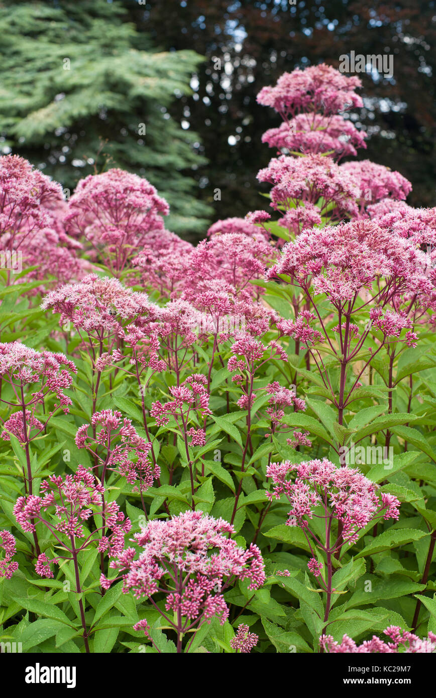 Eupatorium pupurpea 'Joe Pye' infestante Foto Stock