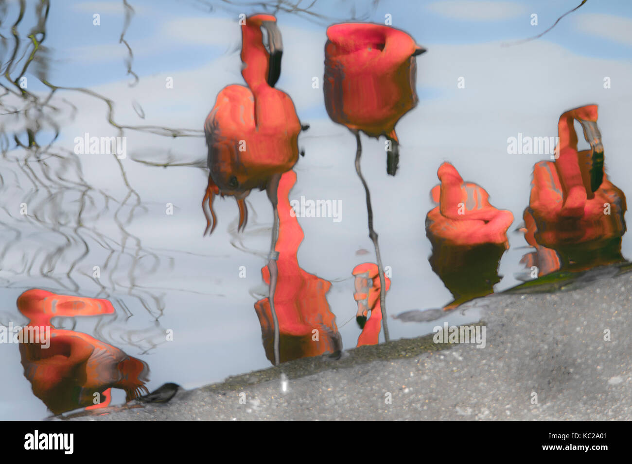 Riflessioni impressionista di fenicotteri rosa sulle sponde di un lago. Foto Stock