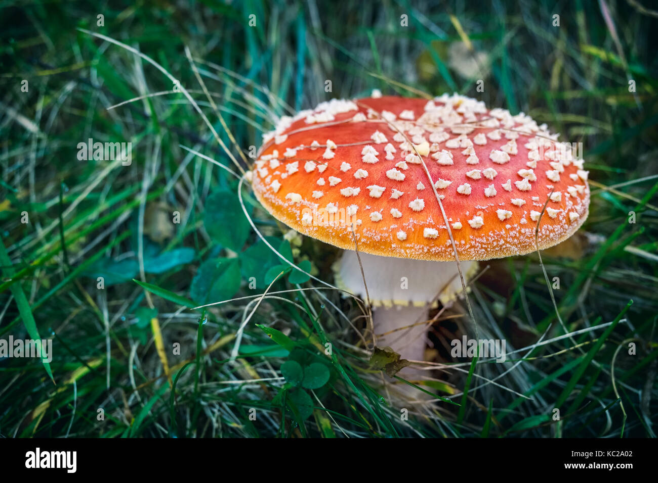 Ritratto di close-up di un'Amanita fungo velenoso in natura, Valsassina, Italia Foto Stock