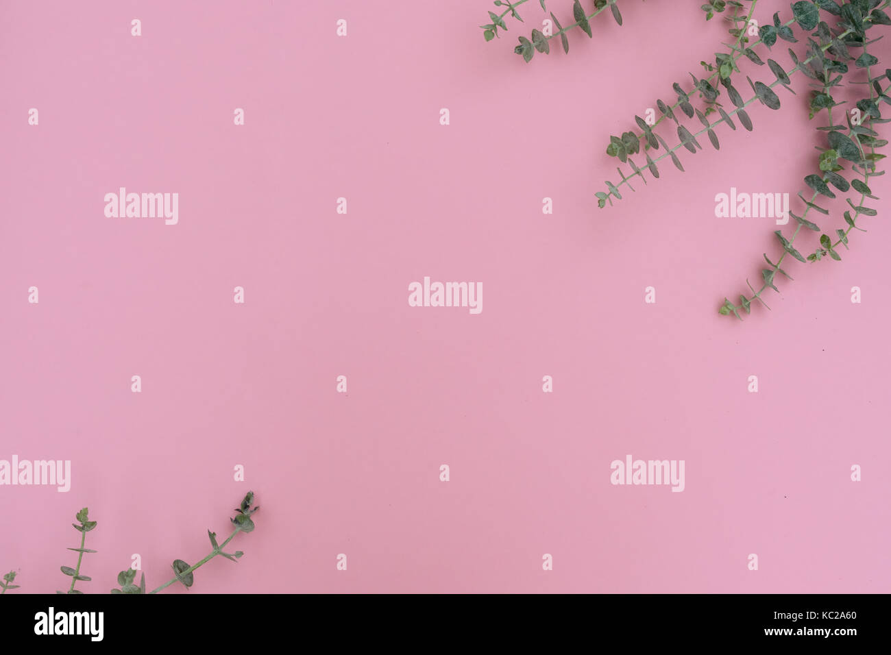 Fresche foglie verde Foto Stock