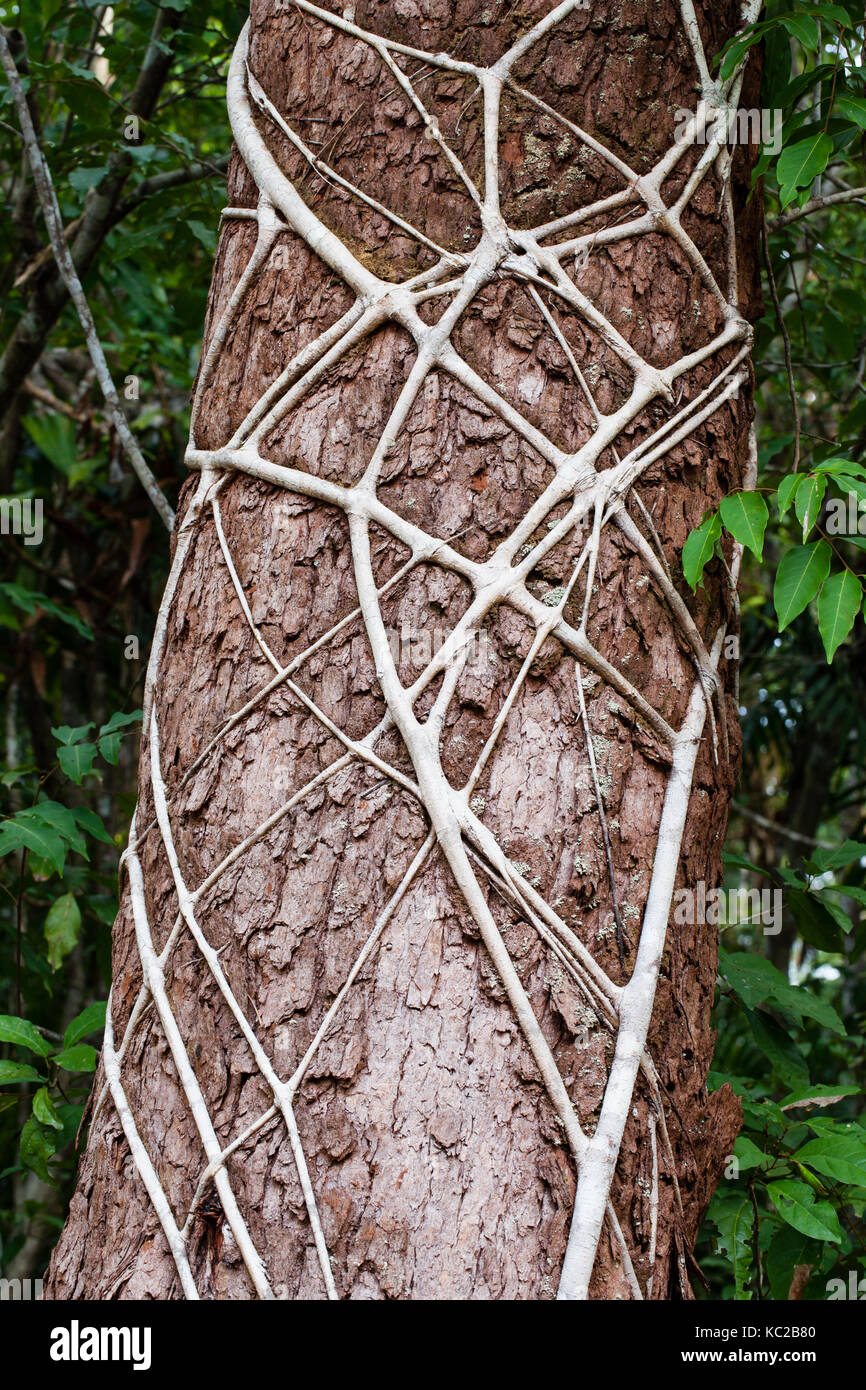 Strangler fig (ficus destruens) radici aeree che istituisce su host di trementina tronco di albero. mucca bay. queensland. Australia. Foto Stock