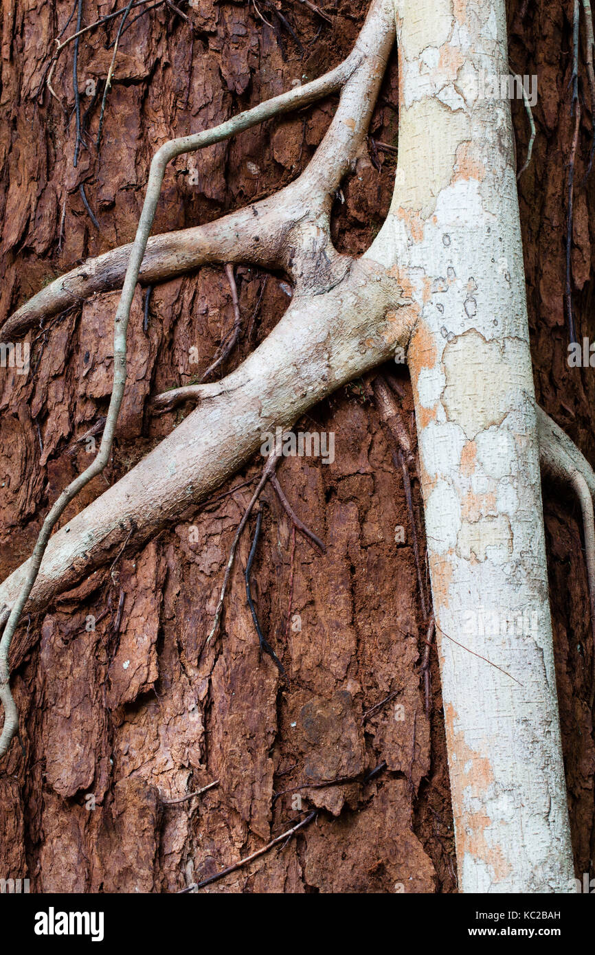 Strangler fig (ficus destruens) radici aeree consolidata su host di trementina tronco di albero. mucca bay. queensland. Australia. Foto Stock