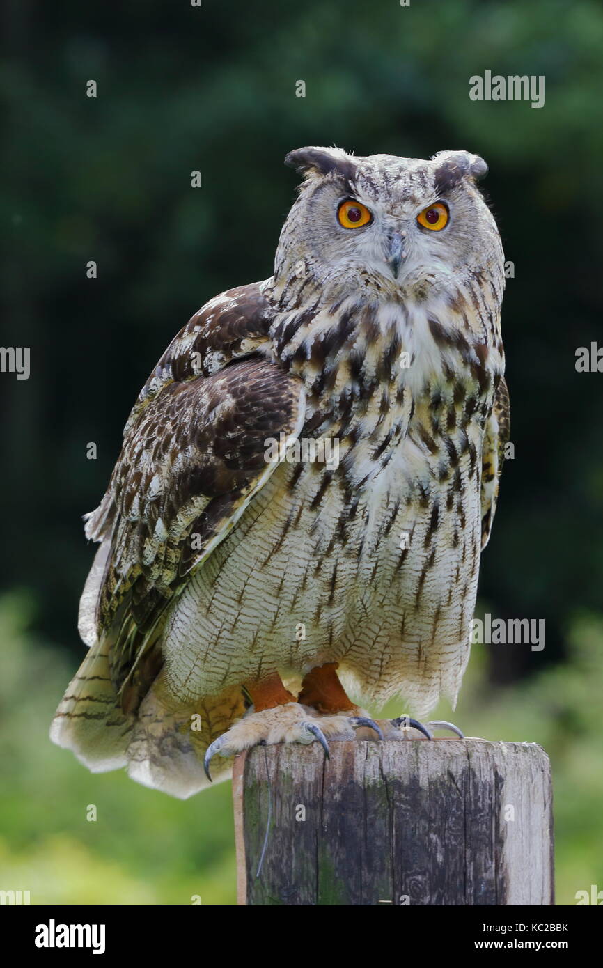 Gufo reale, Bubo bubo a Walworth Castle rapace centro; Walworth vicino a Darlington. Regno Unito Foto Stock