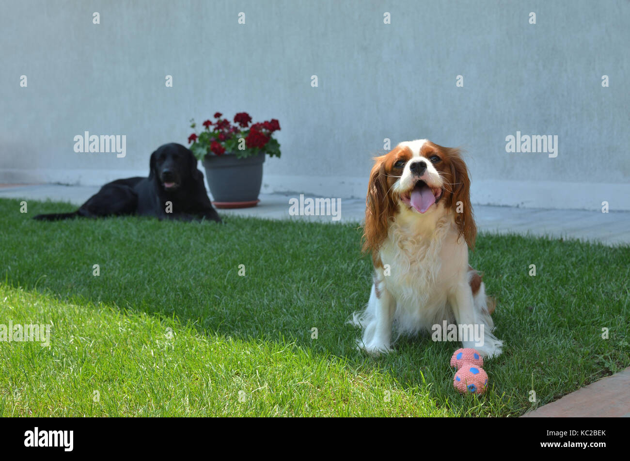 Bel cane - Cavalier King Charles Spaniel - con il suo giocattolo su un prato mentre un altro grande cane nero giace dietro Foto Stock