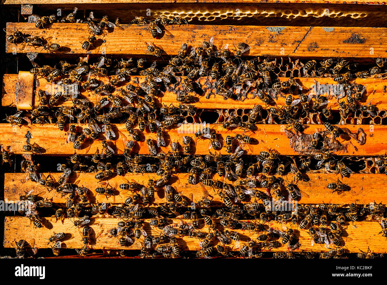 Close-up di api su honeycomb. apicoltura concetto. Foto Stock