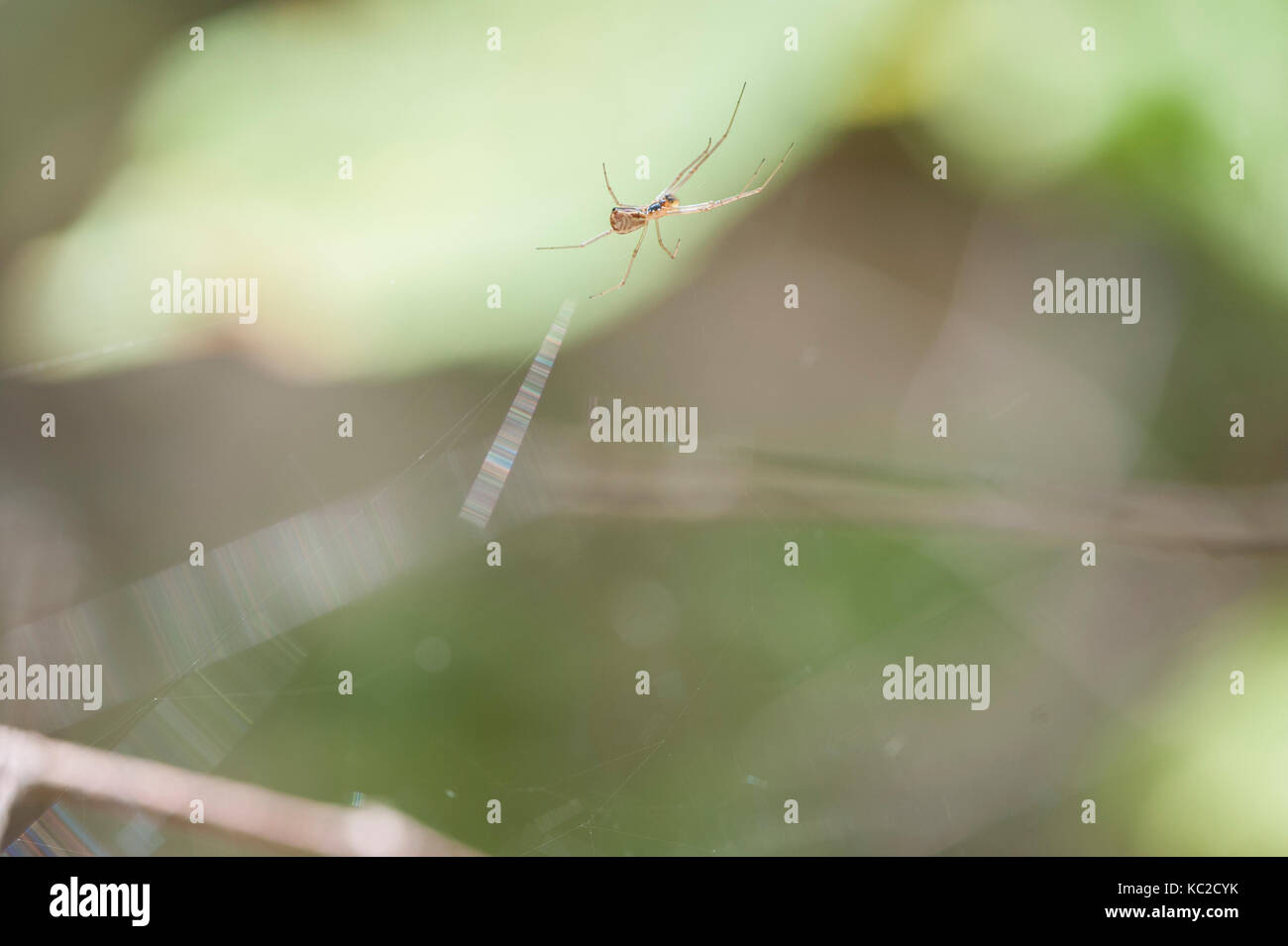 Spider nel suo Web Foto Stock