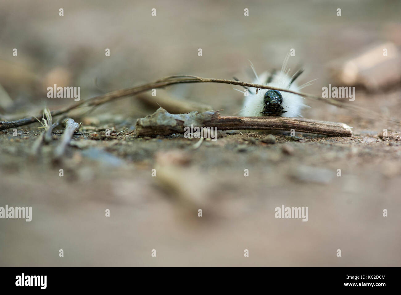 Hickory Tussock Caterpillar Foto Stock