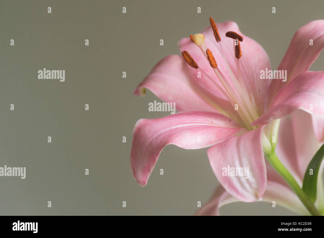 Il Lilium rosa o fiore di giglio su sfondo scuro Foto Stock